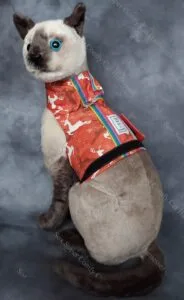 Red all seasons cat harness with a Christmas reindeer pattern. Shown without the hood and bum attachment.
